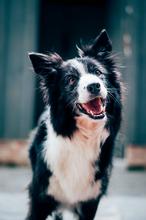 Picture of a Border Collie named Teddy, who is enrolled in [XXXX} program